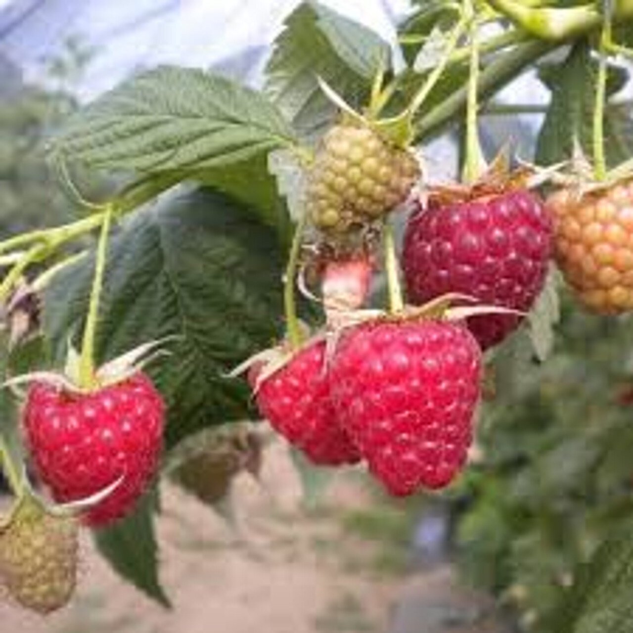 10_gallon_raspberry__41774