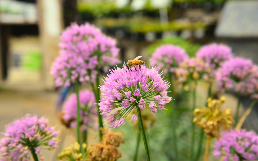 Spring Flowers Spring Flowers