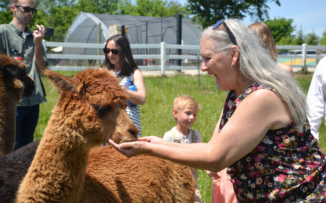 Alpaca Brunch Alpaca Brunch