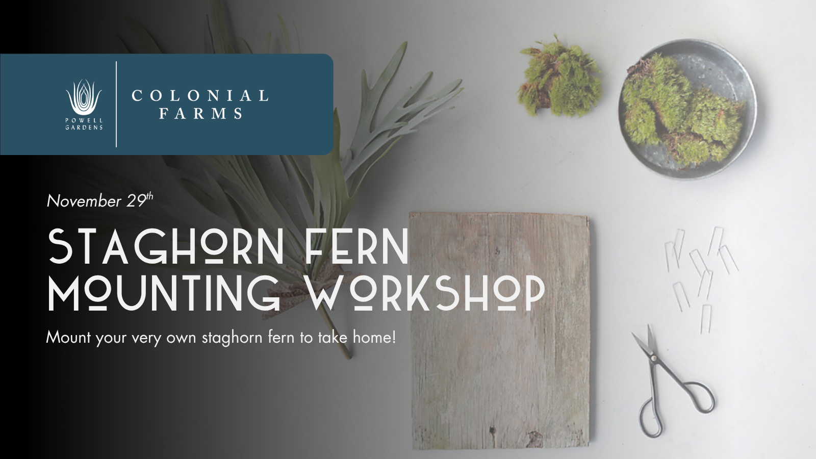 Staghorn Fern Workshop Image