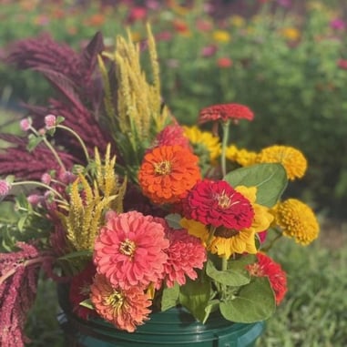 U Cut Flowers