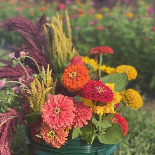 Pick Your Own Produce in Kansas City Colonial Gardens Agritourism