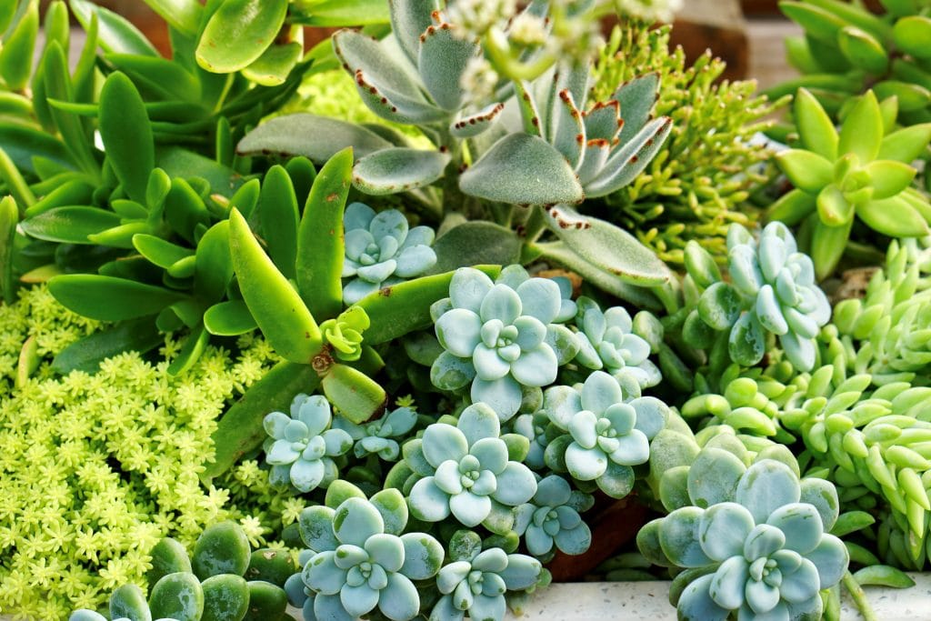 Succulents 