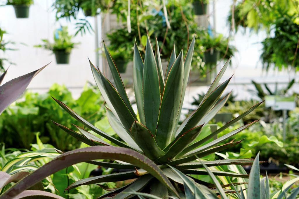 Greenhouse - Large Plants