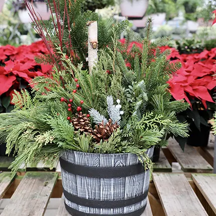 Winter Containers