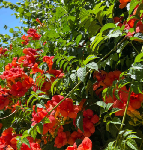 trumpet-vines-for-sale-Google-Search-06-21-2025_08_37_AM