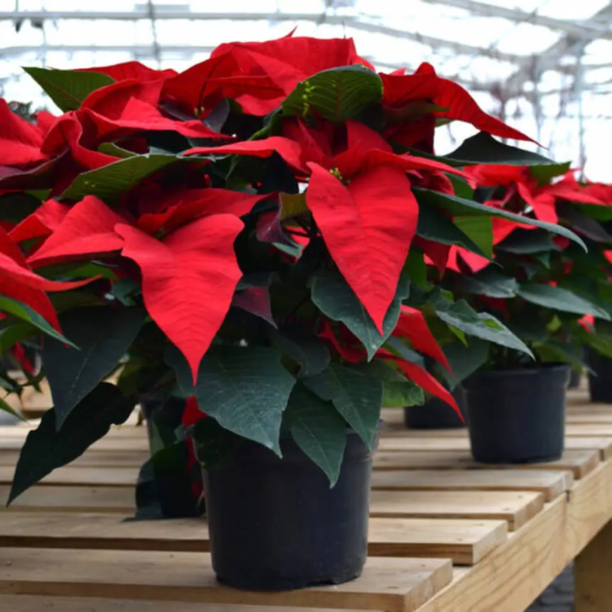 Poinsettias & Seasonal Plants