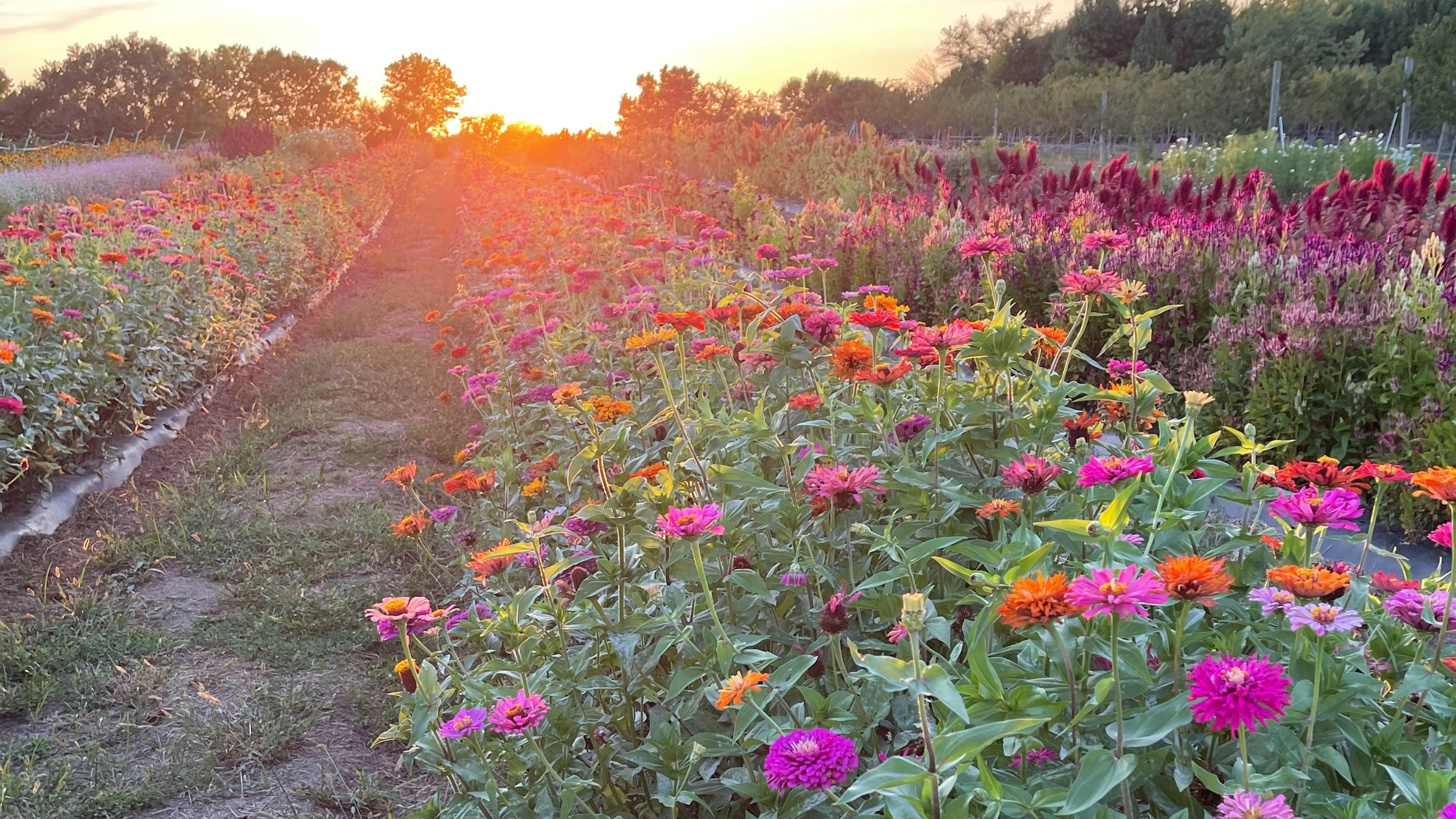 Cut Flower Field