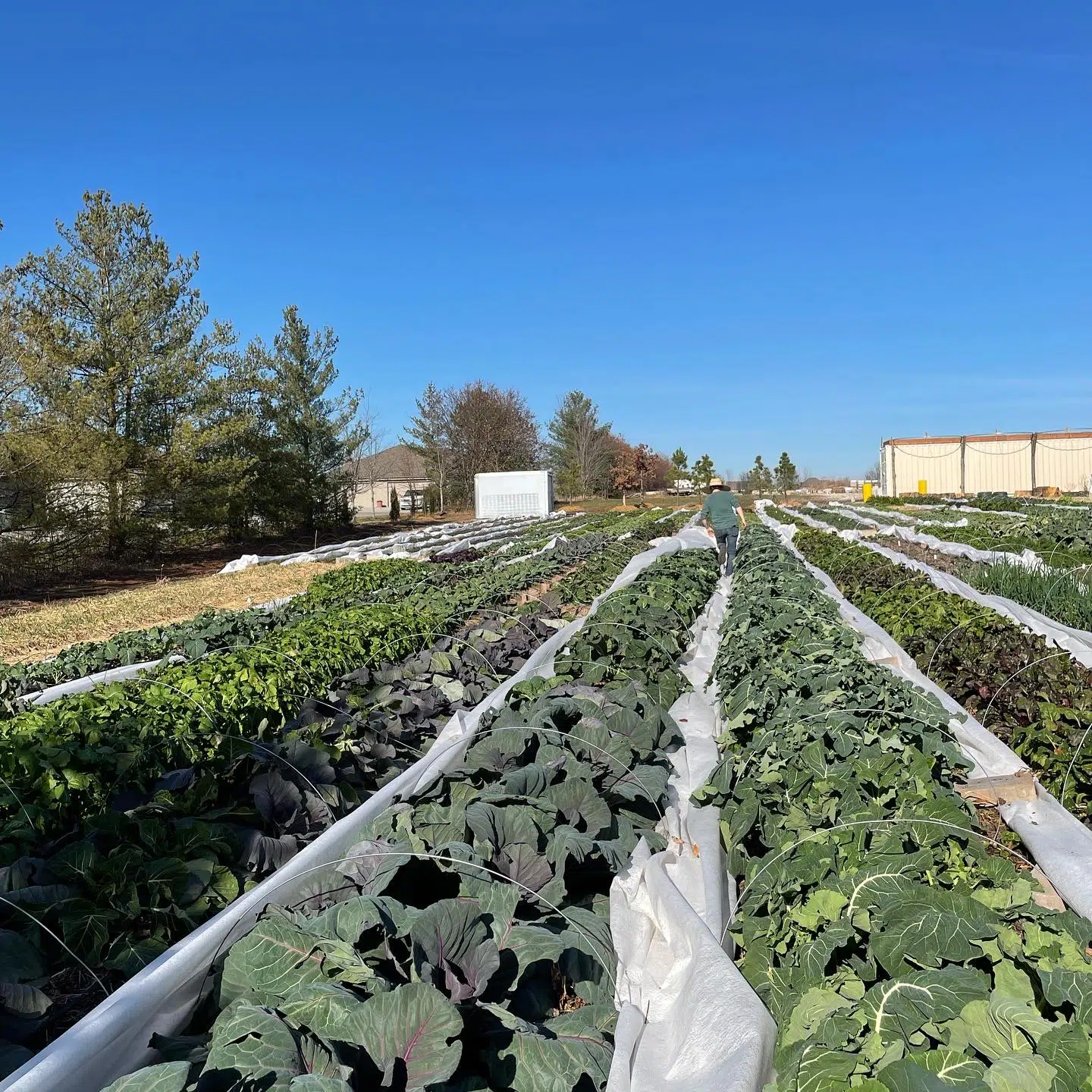 Tour our Vegetable Production