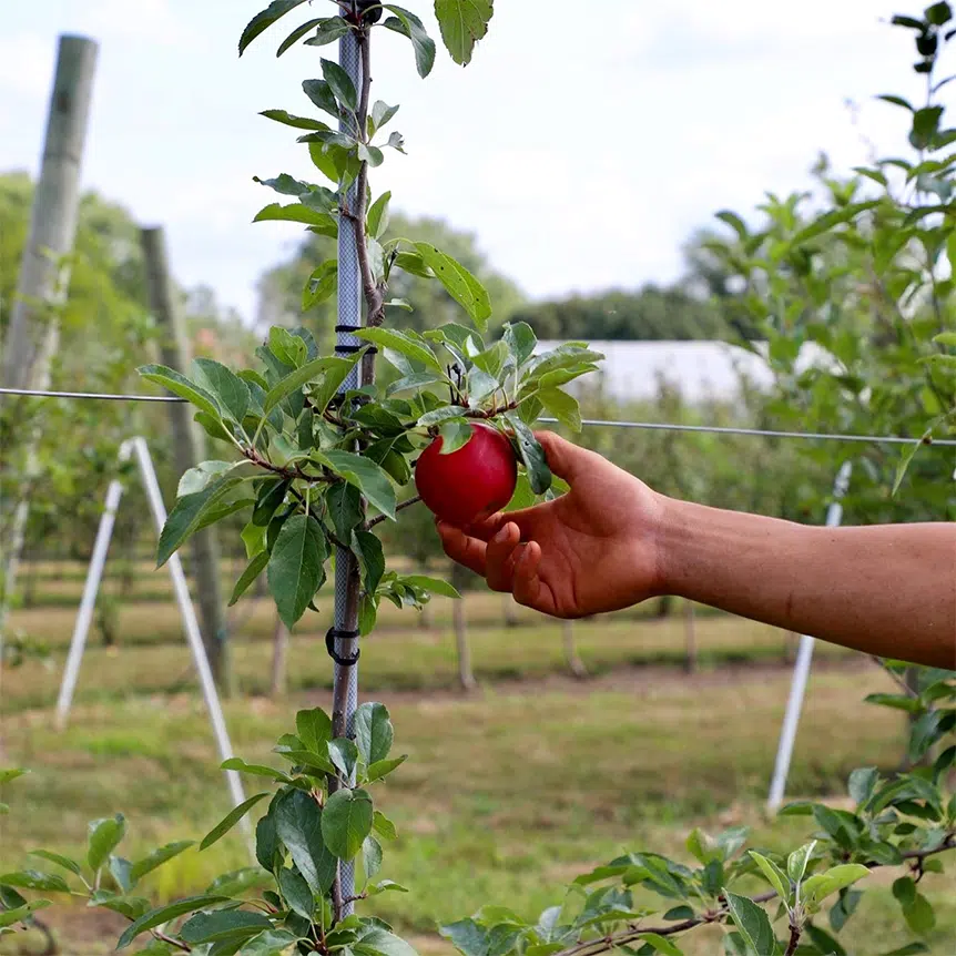 Apple Orchard