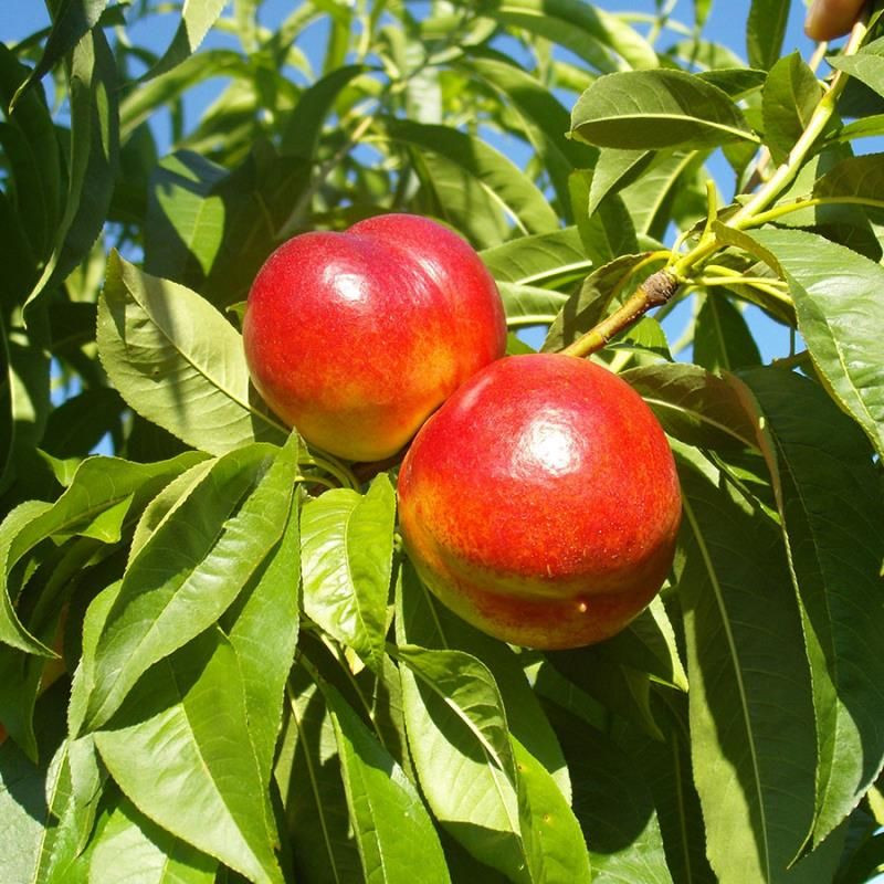 Prunus persica var. nucipersica ‘Fantasia’