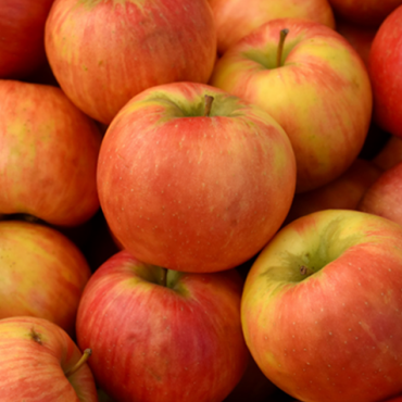 Malus domestica ‘Honeycrisp’ – Bareroot