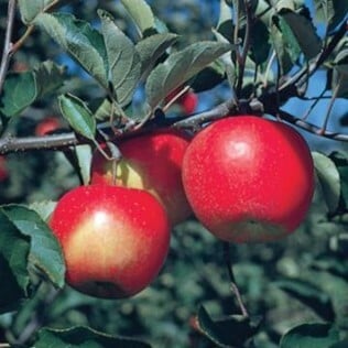Fruit Trees: Planting & Maintenance