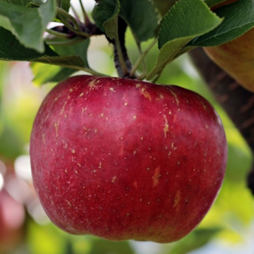Malus domestica ‘Liberty’ – Bareroot