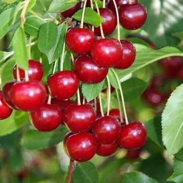 Prunus cerasus ‘Meteor’