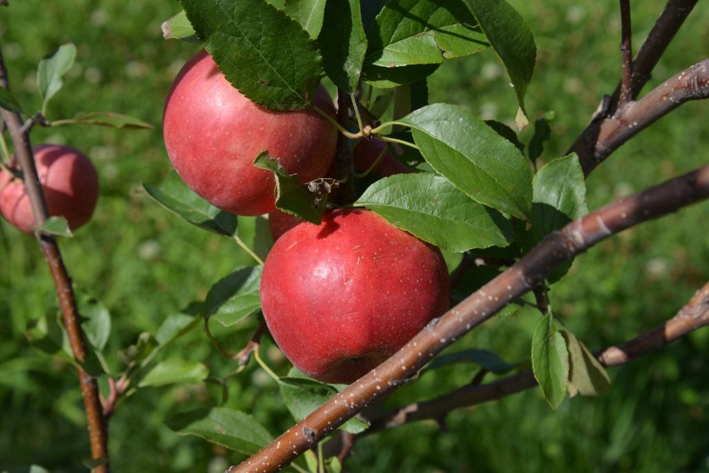 red-apples-on-tree