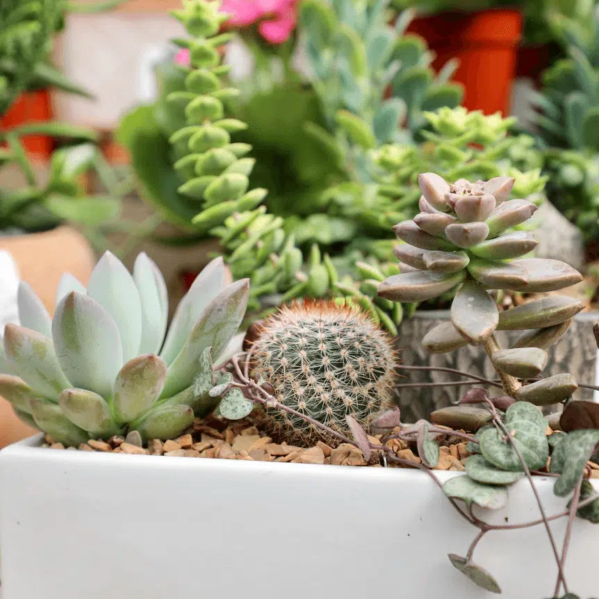 Succulents & Cacti