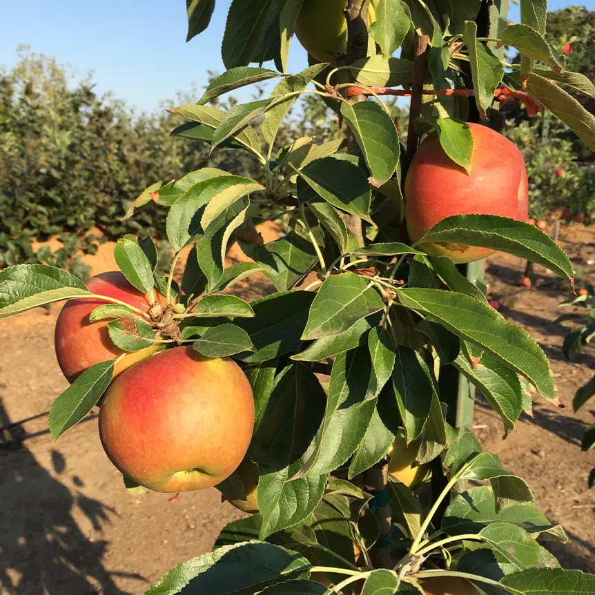 Fruit Trees + Shrubs