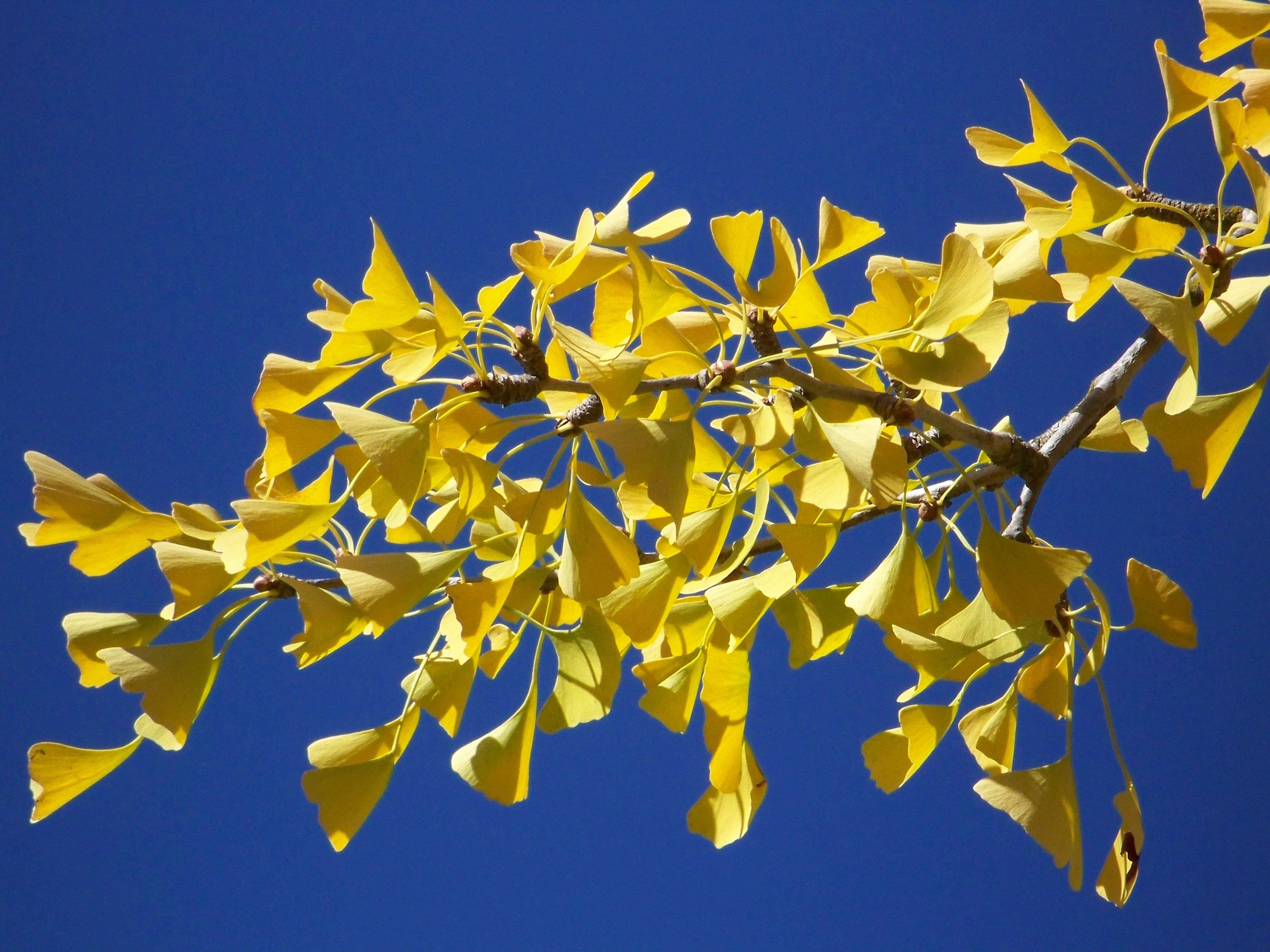 Fall Color: Five Trees to Plant This Fall for Color Next Fall