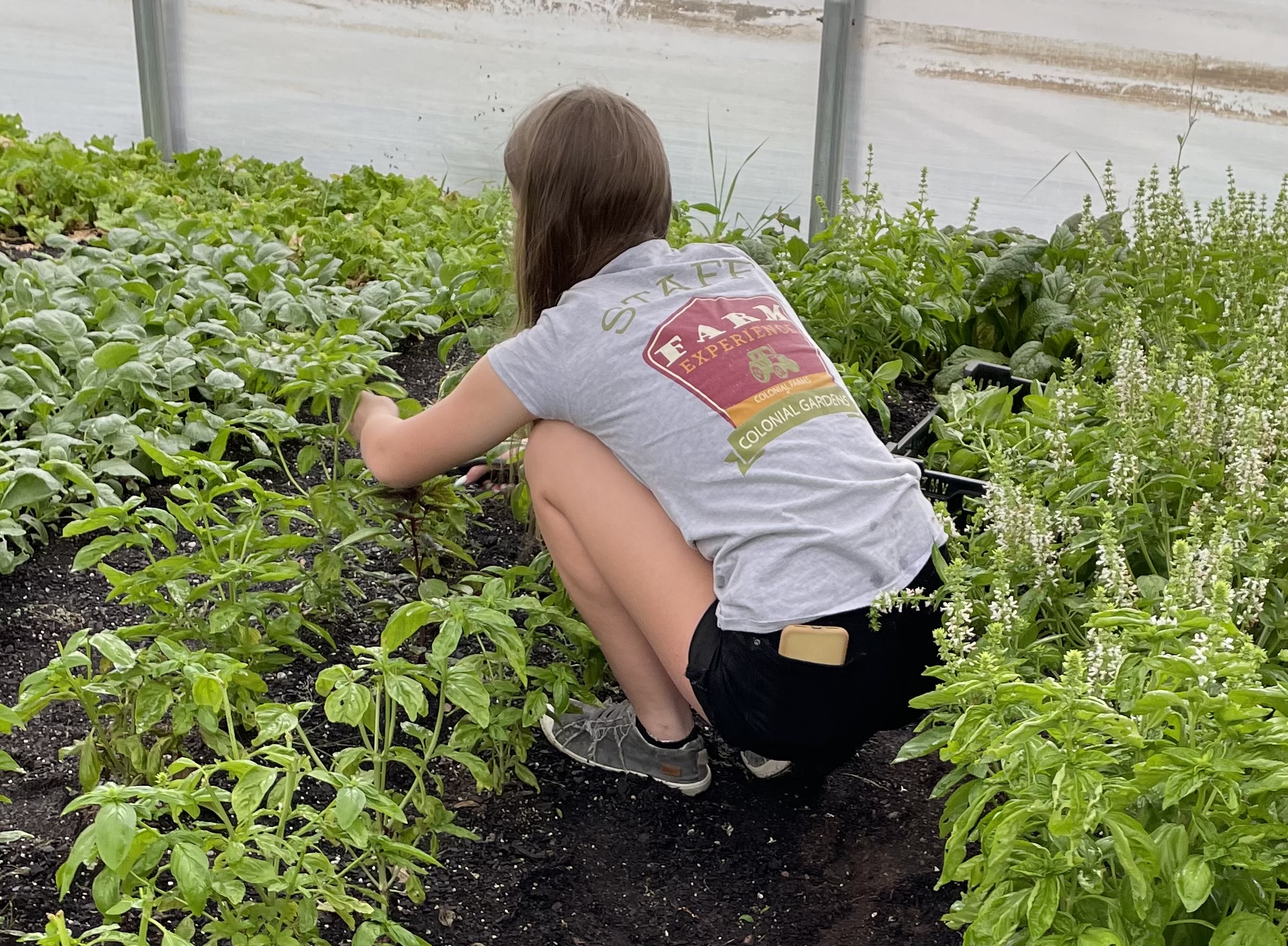 Creating a Food Forest