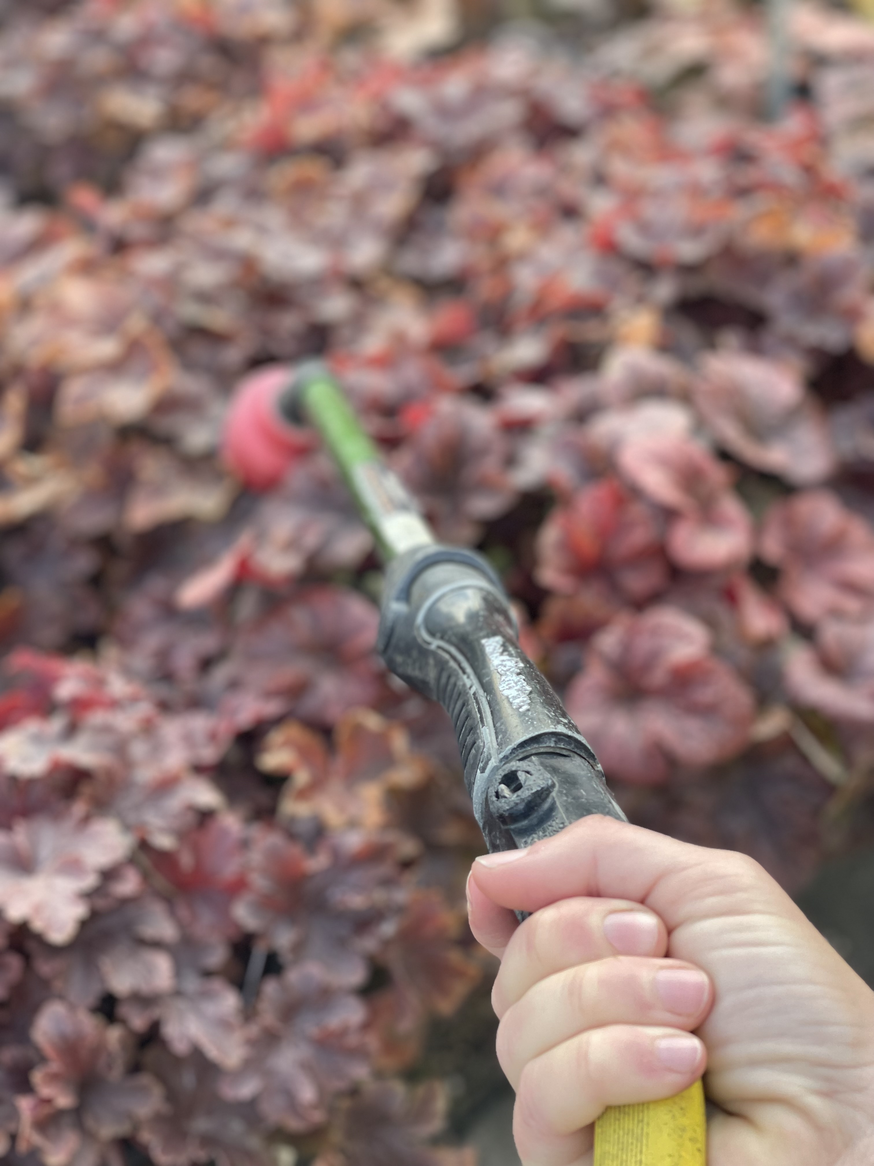 Watering in Winter: Trees, Shrubs & Perennials