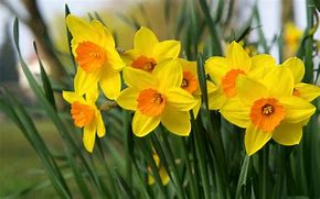 Plan(t) Ahead: Spring Flowering Bulbs & Fall Planting