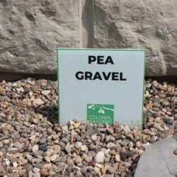 Pea