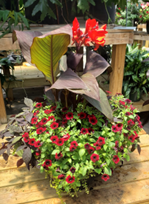Fun in the Sun with Annuals