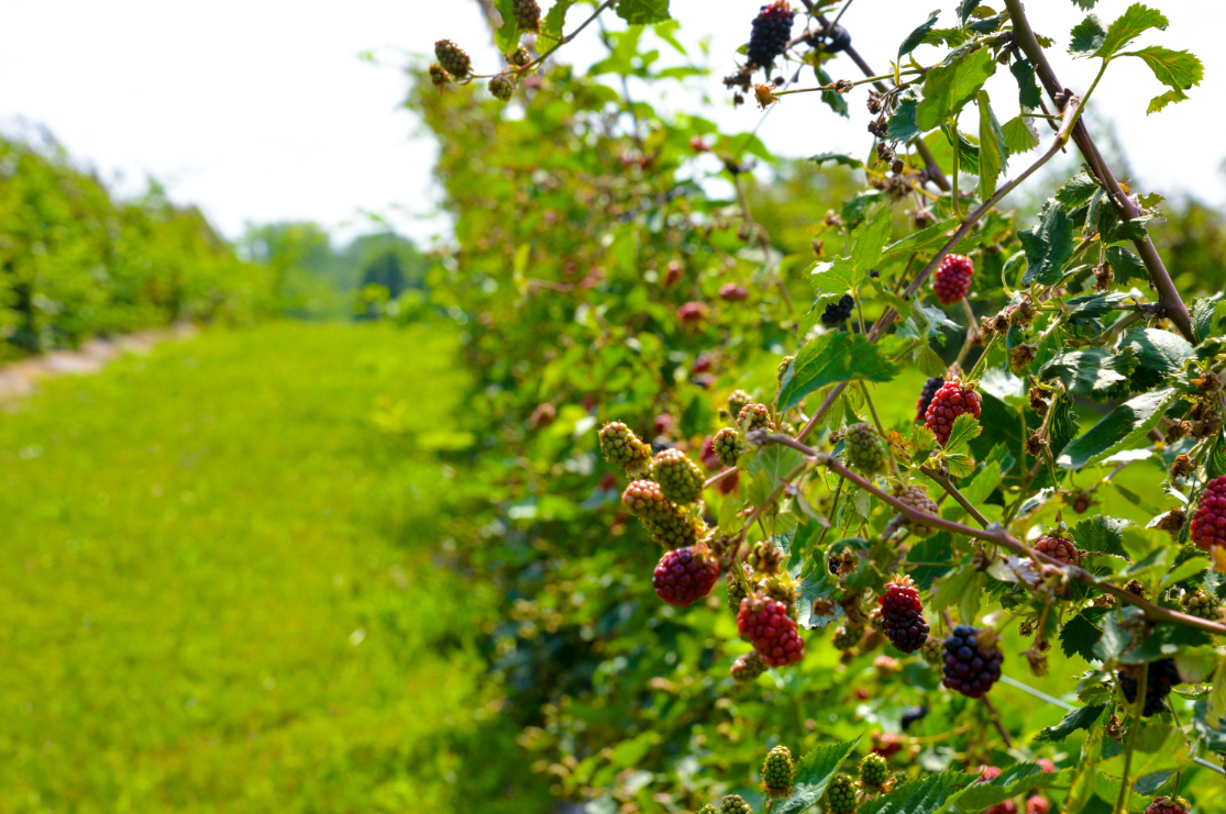 U-Pick in Kansas City: What’s Ripe This Week & How to Prep It