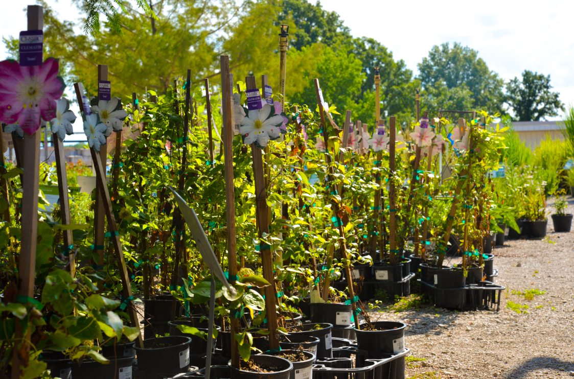 Late-Season Perennials for Kansas City: What to Plant & What to Do Now