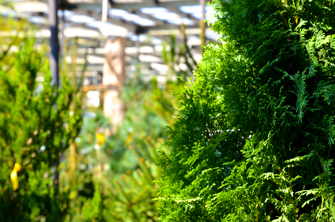 Why September is the Best Time to Plant Trees in Kansas City (Colonial Gardens Nursery Sale)