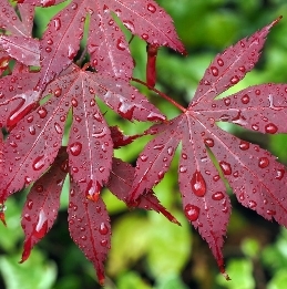 Screenshot_26-1-2026_173735_www.colonialgardenskc.com Screenshot_26-1-2026_173735_www.colonialgardenskc.com