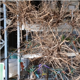 Screenshot_26-1-2026_173749_www.colonialgardenskc.com Screenshot_26-1-2026_173749_www.colonialgardenskc.com