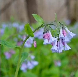 Screenshot_26-1-2026_185436_www.colonialgardenskc.com