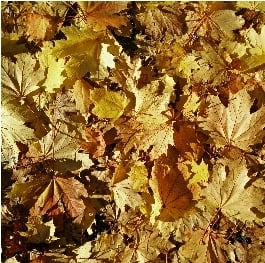 Screenshot_26-1-2026_19252_www.colonialgardenskc.com