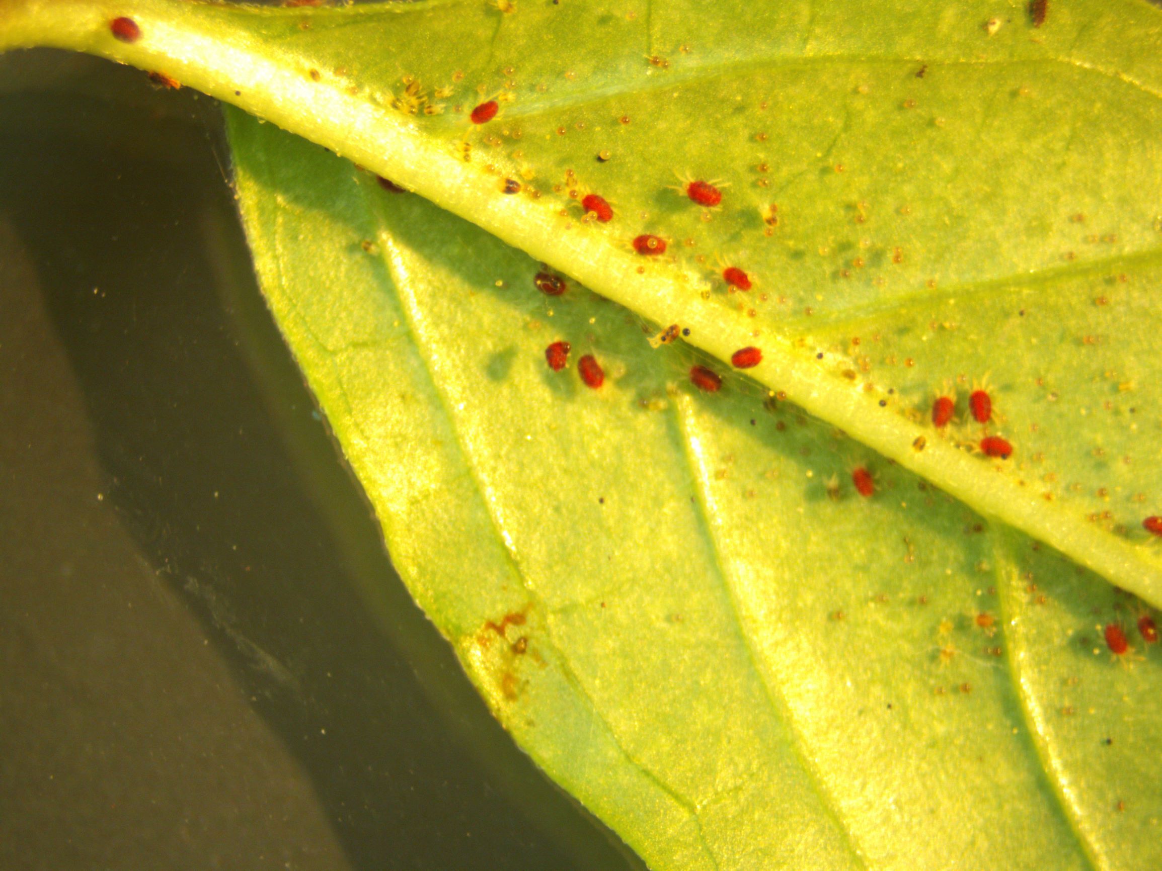 Spider Mites-1 Spider Mites-1