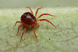 Spider Mites