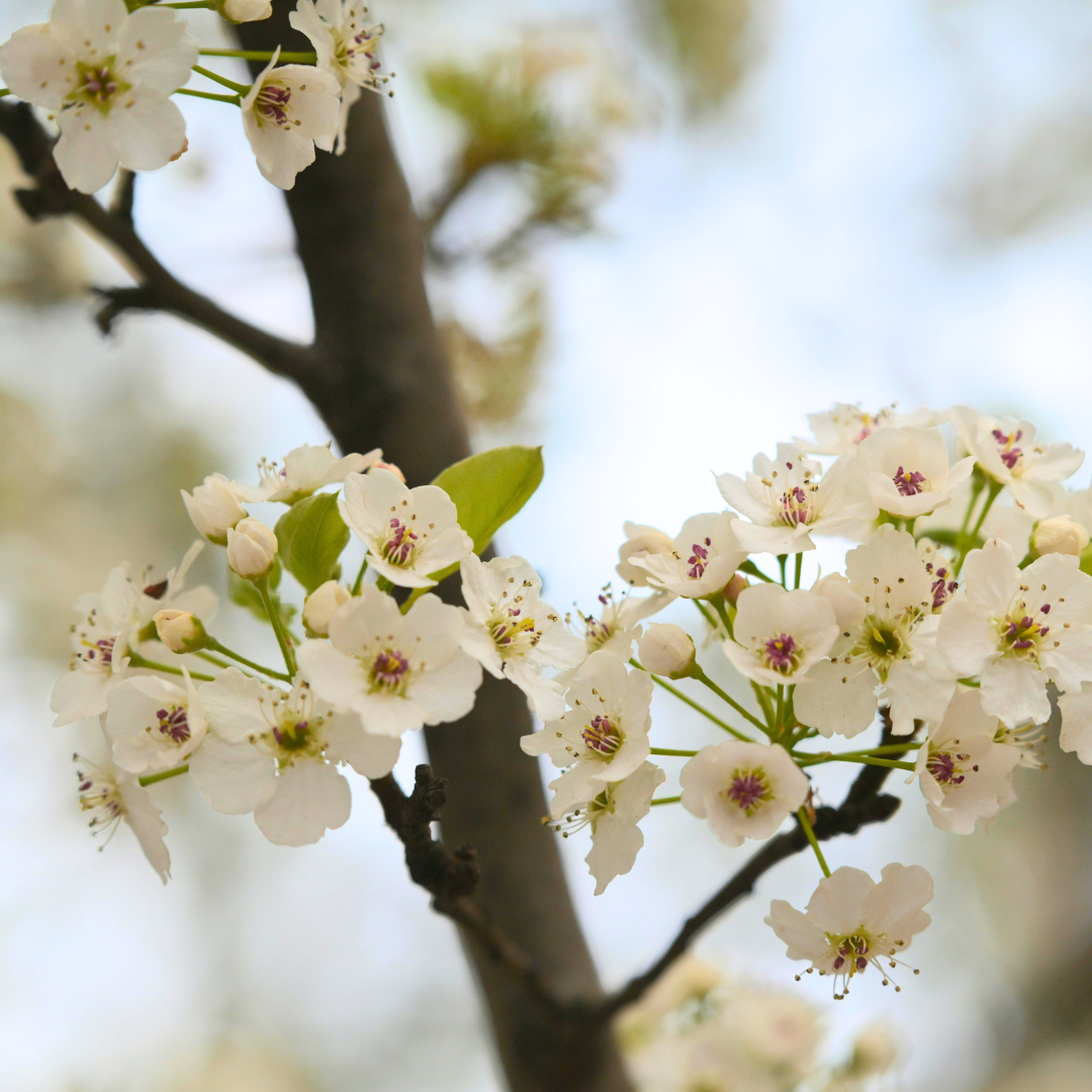 Why It’s Time to Cut Down Your Bradford Pear Tree