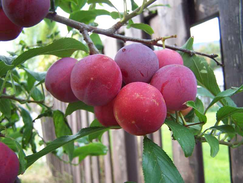 Fruit Tree Care in March