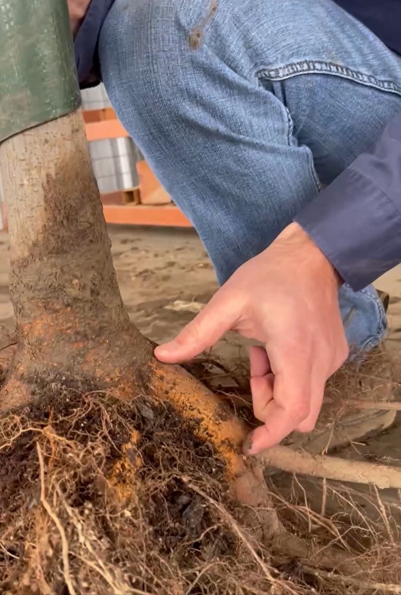 Bare Root Tree Care