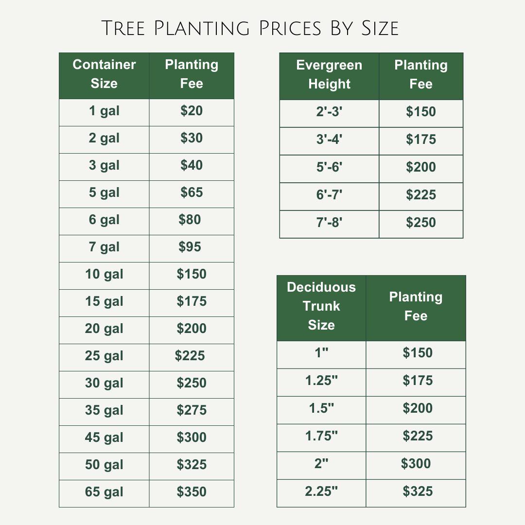 Tree Planting Prices By Size