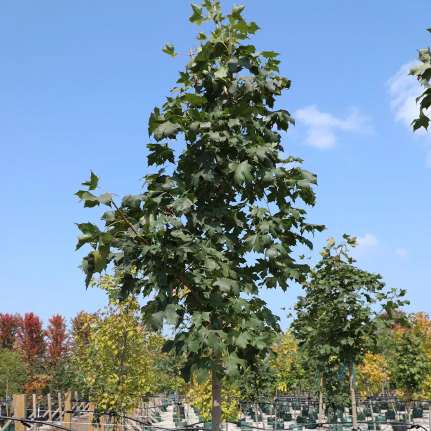 Ornamental & Shade Trees