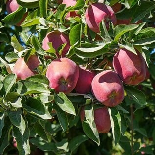 Malus ‘Cortland’ #10