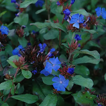 Ground Cover