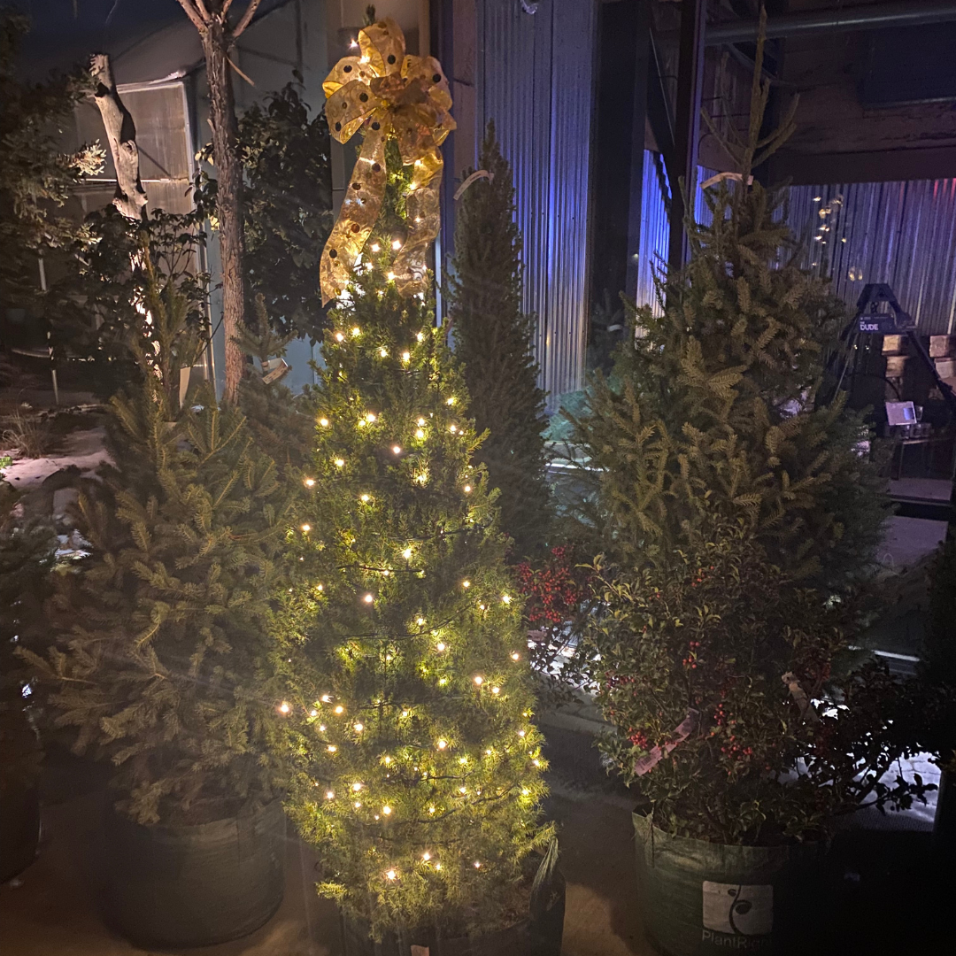 Christmas with Living Trees