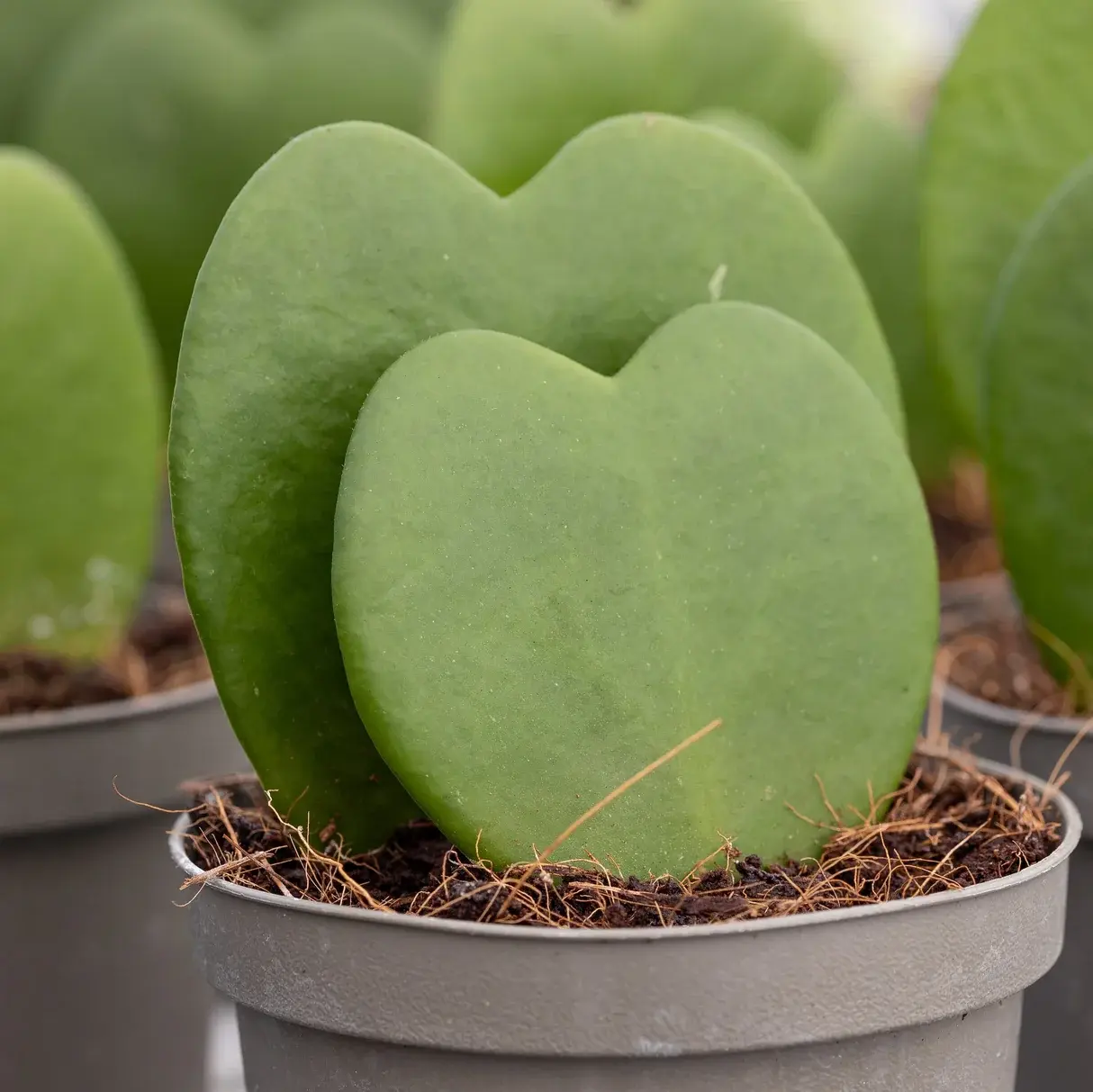 Valentine’s Day Plant Gifts You Can Make at Home