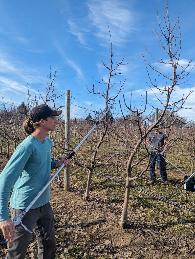 Fruit Tree Care in February