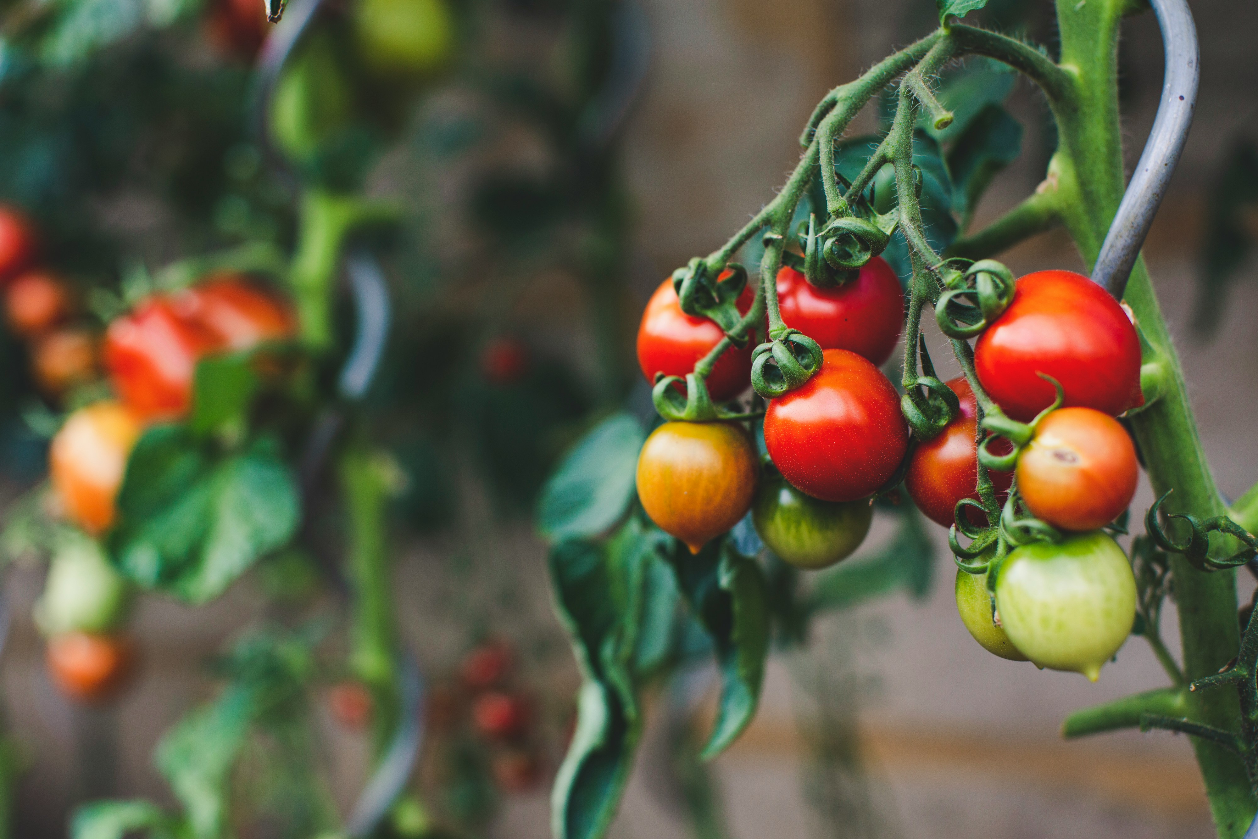 The Ultimate Guide to Growing Tomato Plants in Kansas City