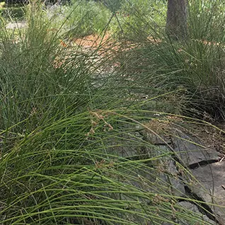Native Grass