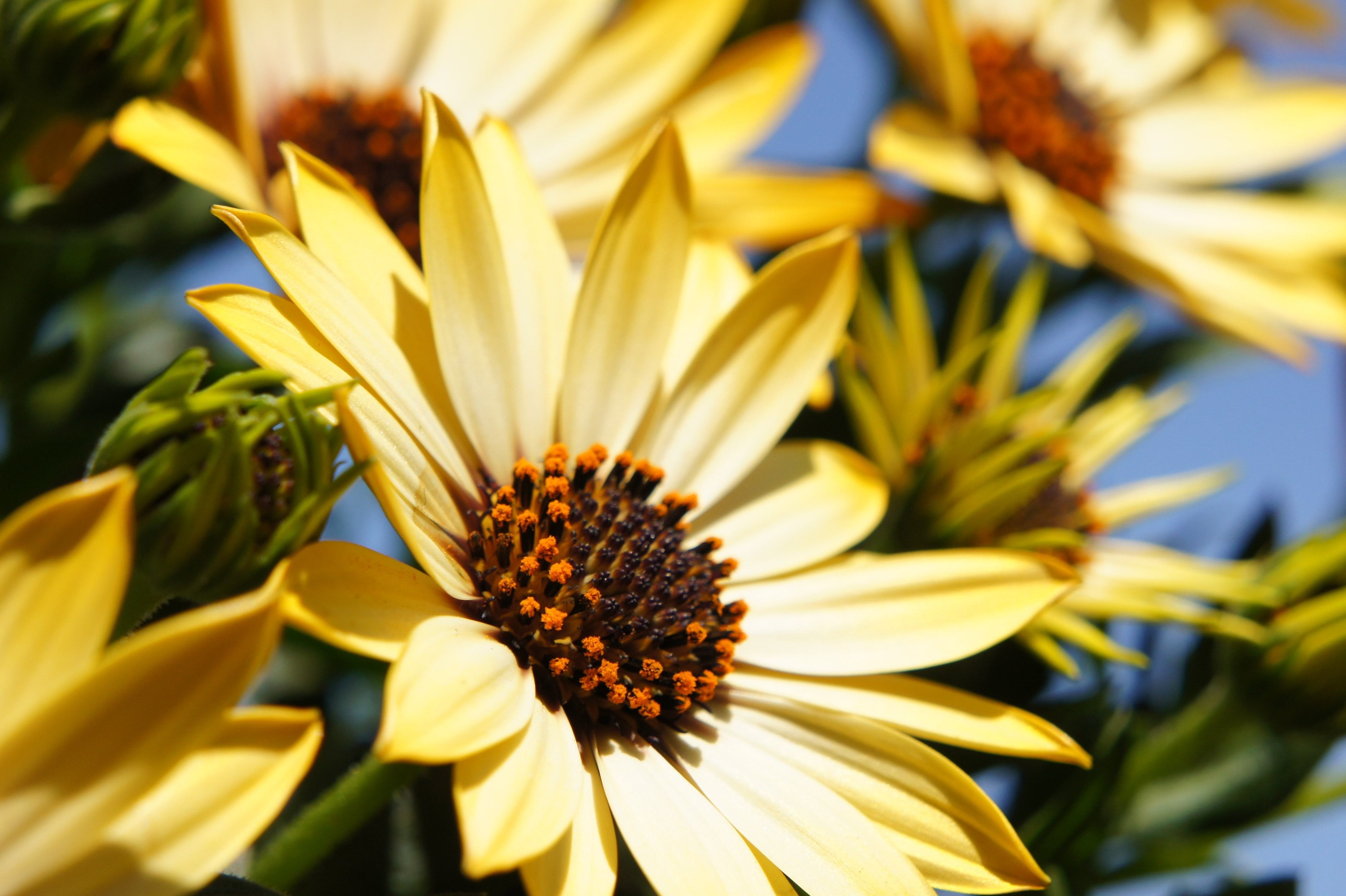How to Help Your Garden Survive the Summer Heat